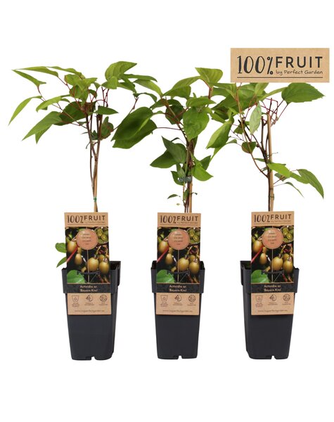 Actinidia arguta Bayern Kiwi P15