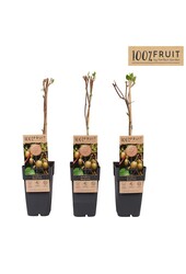 Actinidia arguta Bayern Kiwi P15