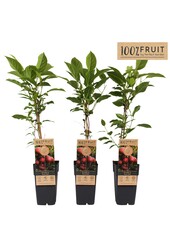 Actinidia arguta Kens Red P15