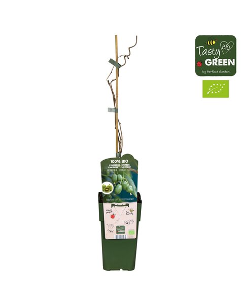 Actinidia arguta Kiwiberry (Issai) Bio P15