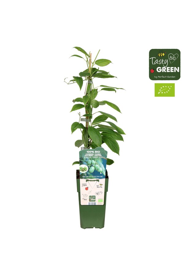 Actinidia arguta Kiwiberry (Issai) Bio P15