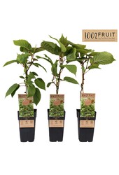 Actinidia chinensis Atlas (mnl) P15