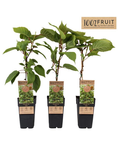 Actinidia chinensis Atlas (mnl) P15