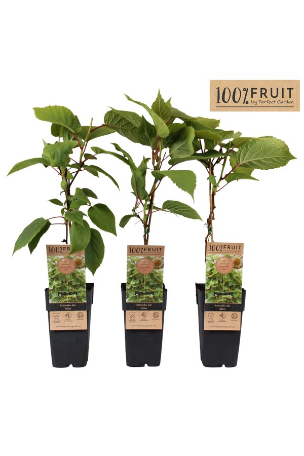 Actinidia chinensis Atlas (mnl) P15