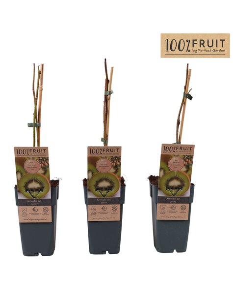 Actinidia deliciosa Jenny P15