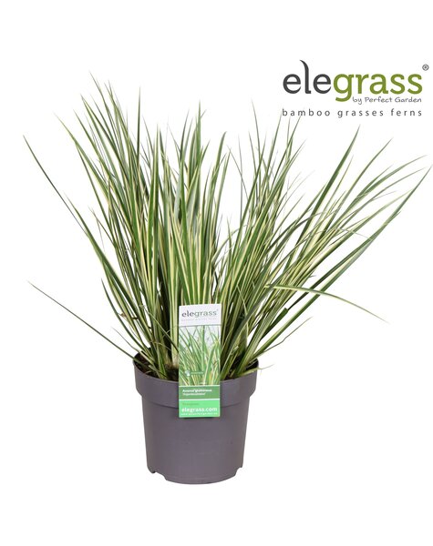 Acorus gramineus Argenteostriatus P14