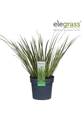 Acorus gramineus Argenteostriatus P14