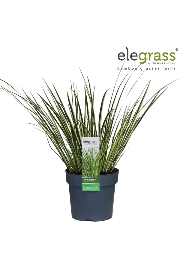 Acorus gramineus Argenteostriatus P14