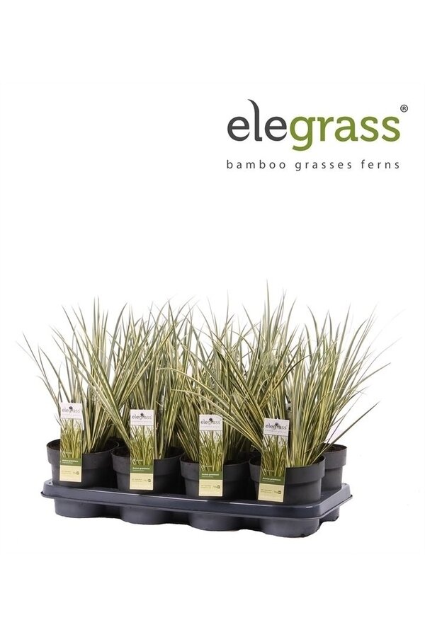 Acorus gramineus Argenteostriatus P14