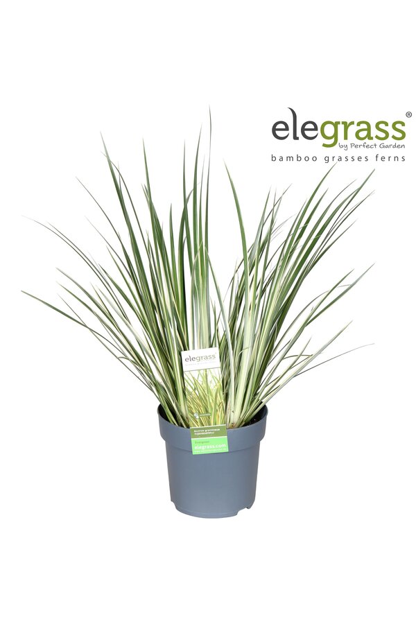 Acorus gramineus Argenteostriatus P14