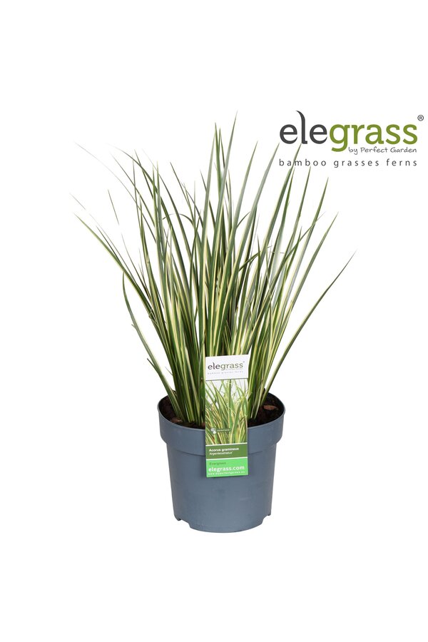 Acorus gramineus Argenteostriatus P14