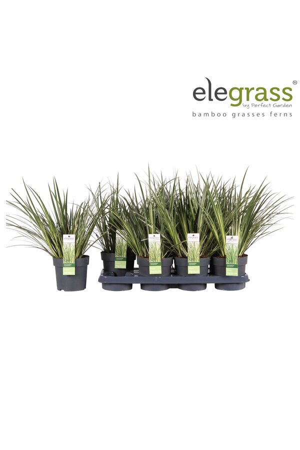 Acorus gramineus Argenteostriatus P14