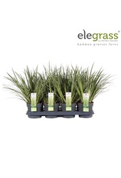 Acorus gramineus Argenteostriatus P14