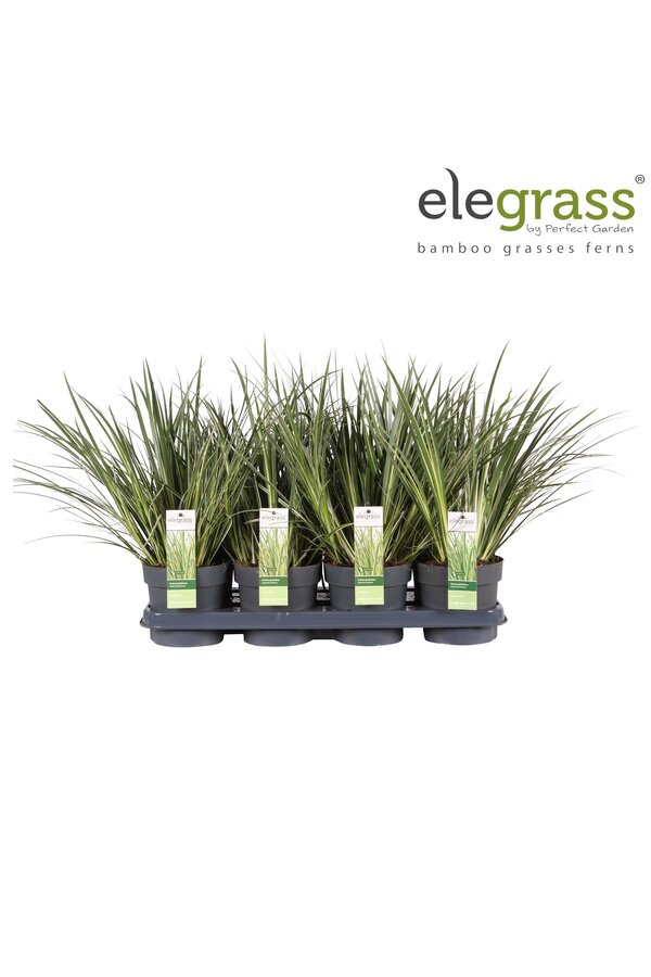 Acorus gramineus Argenteostriatus P14