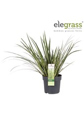 Acorus gramineus Argenteostriatus P14