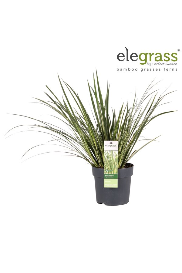 Acorus gramineus Argenteostriatus P14