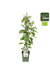 Actinidia deliciosa Jenny Bio P23