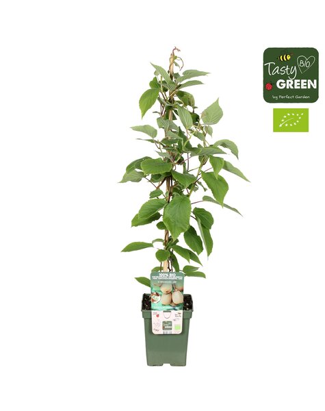 Actinidia deliciosa Jenny Bio P23