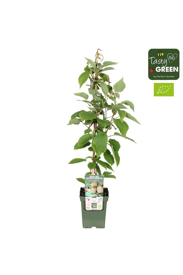 Actinidia deliciosa Jenny Bio P23