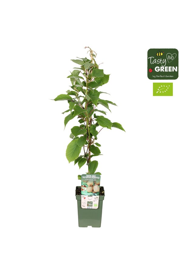 Actinidia deliciosa Jenny Bio P23