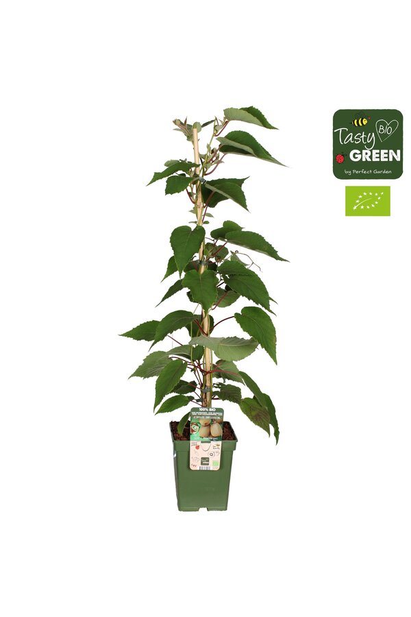 Actinidia deliciosa Jenny Bio P23