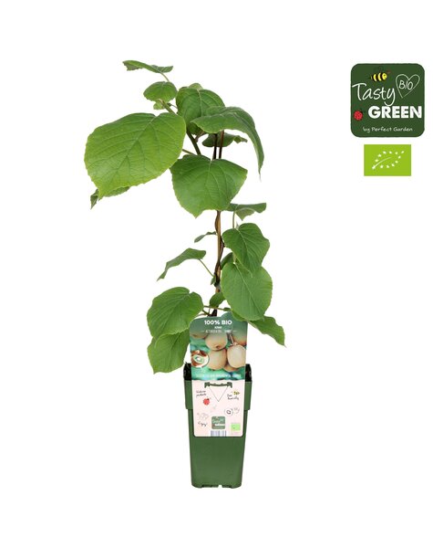 Actinidia deliciosa Jenny Bio P15