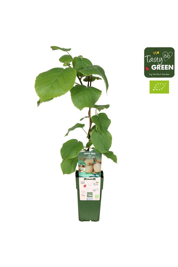 Actinidia deliciosa Jenny Bio P15
