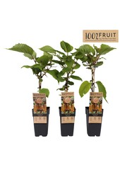 Actinidia deliciosa Hayward P15