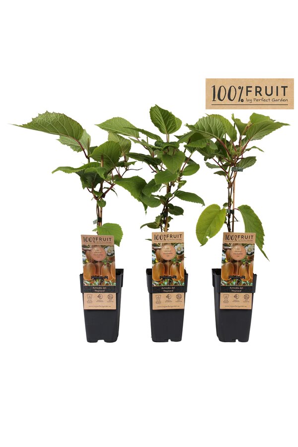 Actinidia deliciosa Hayward P15