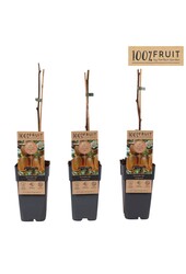 Actinidia deliciosa Hayward P15