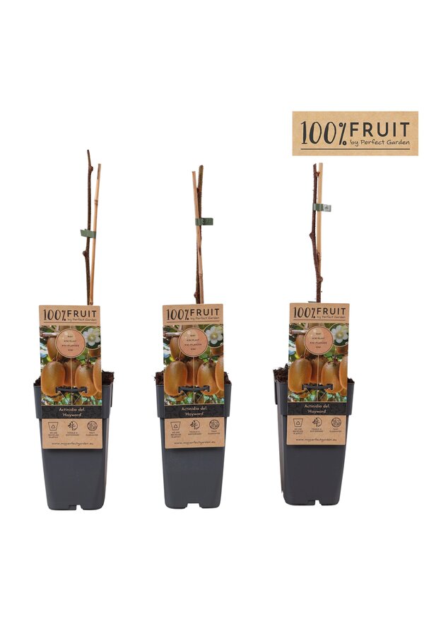 Actinidia deliciosa Hayward P15