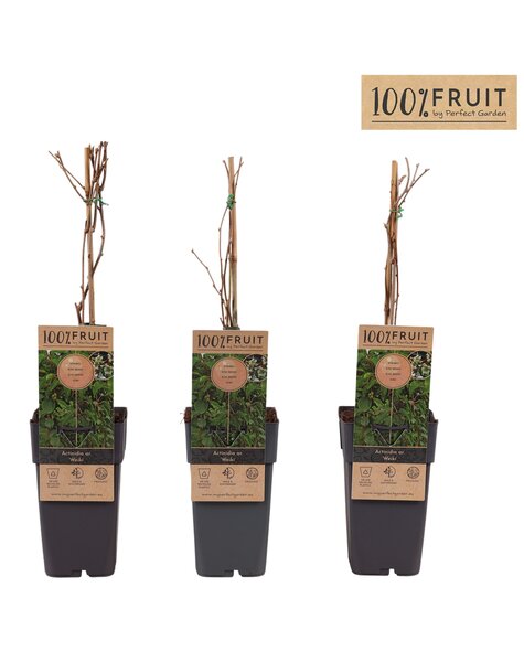 Actinidia arguta Weikii P15