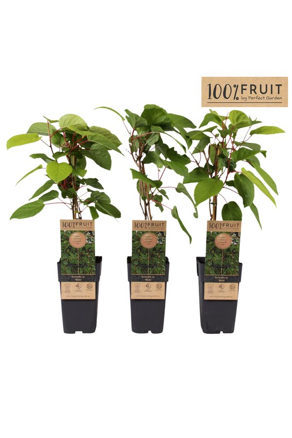 Actinidia arguta Weikii P15