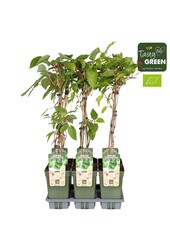 Actinidia Geneva+Weikii Huwelijk Bio P19