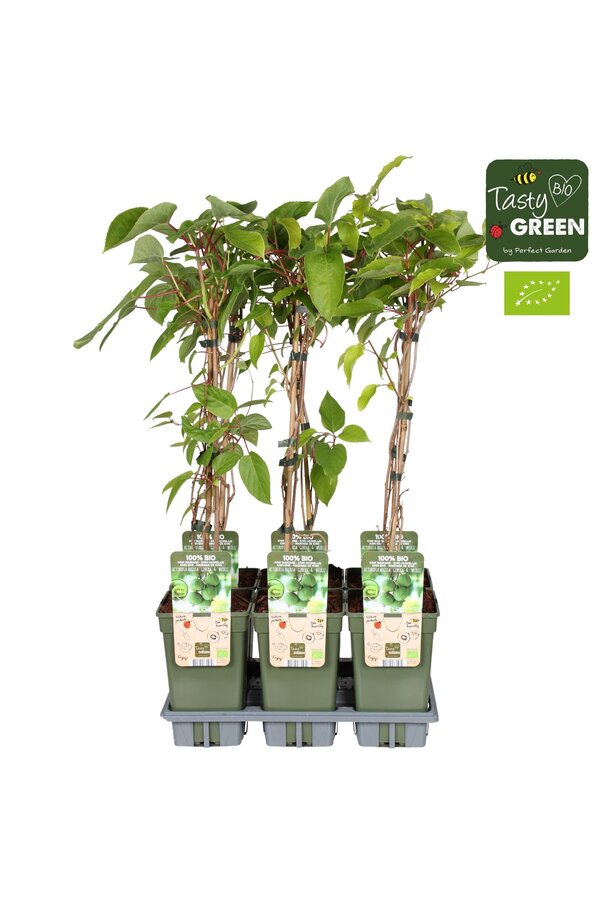 Actinidia Geneva+Weikii Huwelijk Bio P19