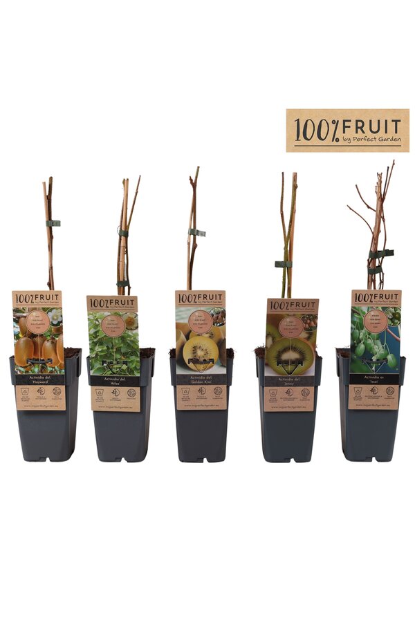 Actinidia mix tray P15