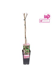 Actinidia kolomikta P15