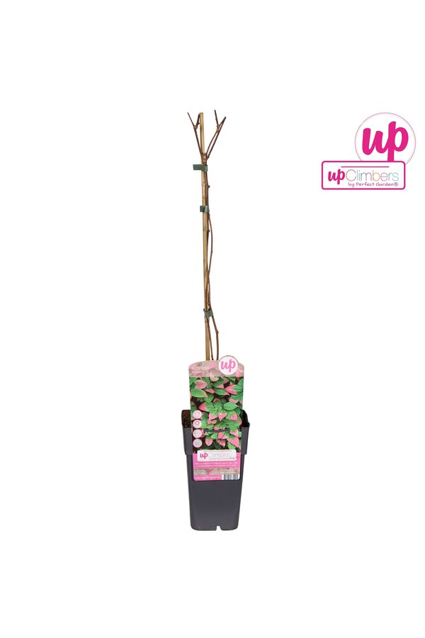 Actinidia kolomikta P15