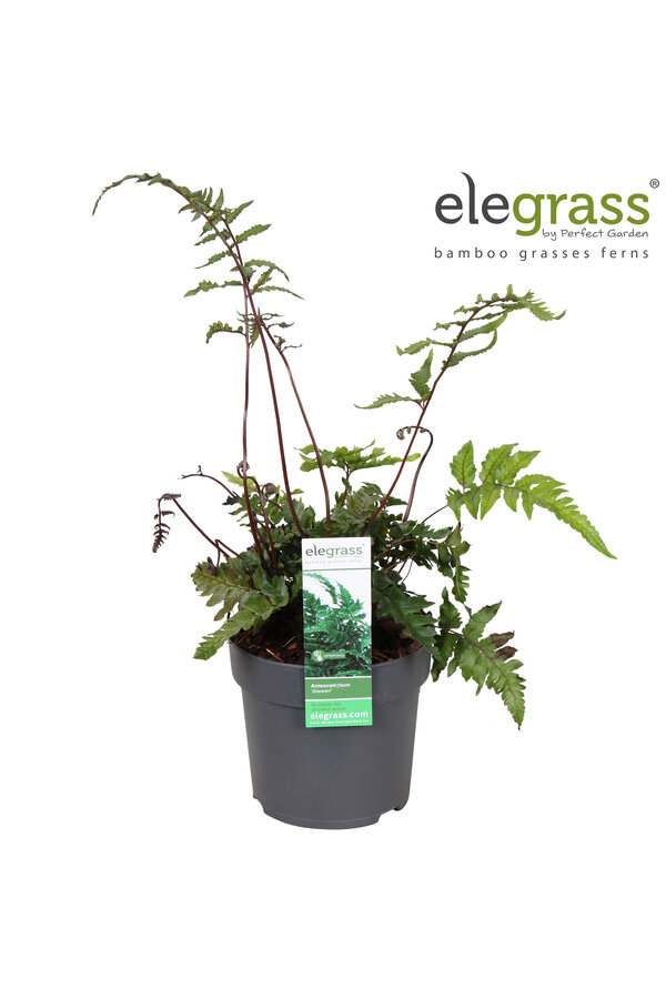 Anisocampium Sheareri P14