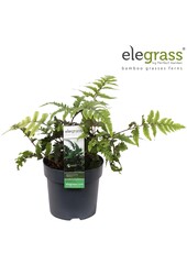 Anisocampium Sheareri P14