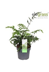 Anisocampium Sheareri P14