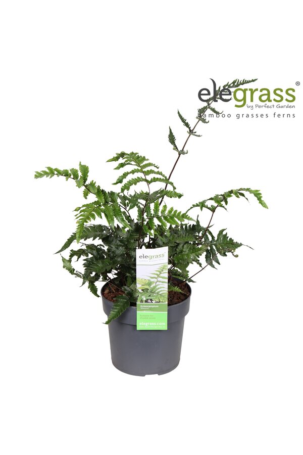 Anisocampium Sheareri P14