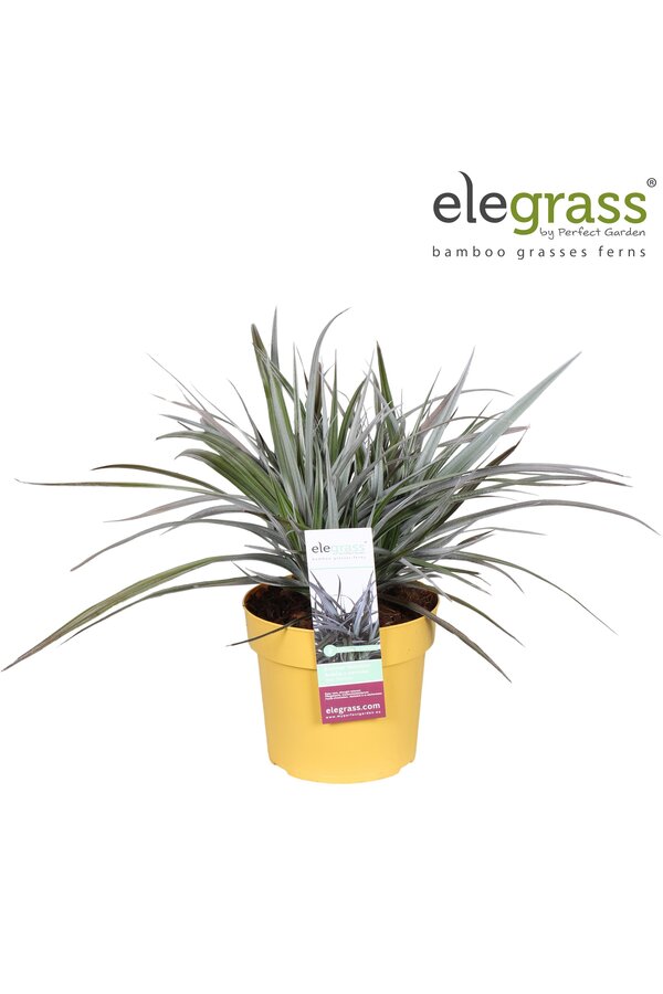 Astelia x nervosa Red Shadow P19