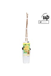 Campsis tagliabuana Golden Trumpet P15