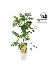 Campsis tagliabuana Golden Trumpet P15
