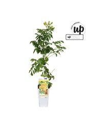 Campsis tagliabuana Golden Trumpet P15