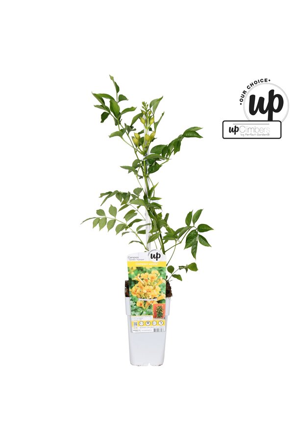 Campsis tagliabuana Golden Trumpet P15