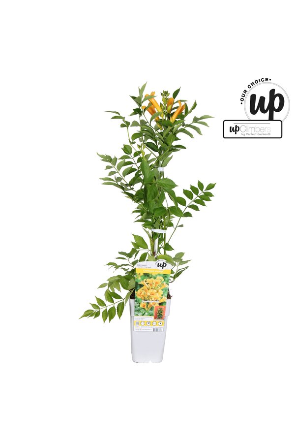 Campsis tagliabuana Golden Trumpet P15