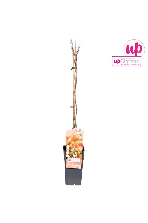 Campsis x tag Madame Galen (geënt) P15