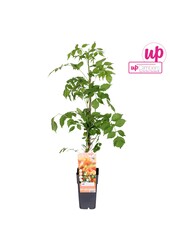 Campsis x tag Madame Galen (geënt) P15